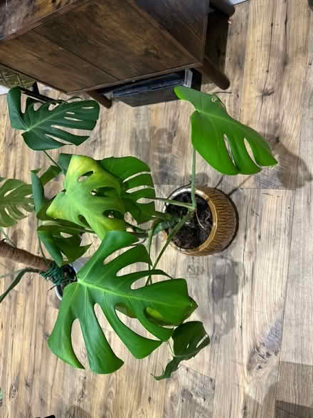 Photo of free Medium size monstera plant (Rochester) #1