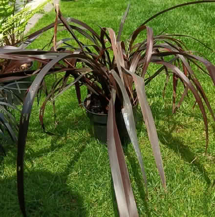 Photo of free Garden Plants (Longridge PR3) #4