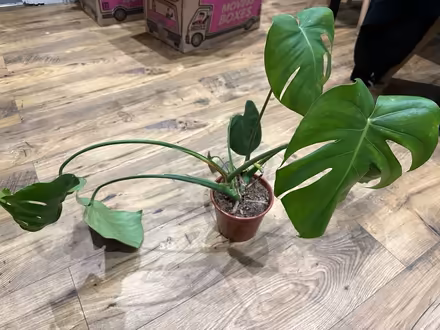 Photo of free small monstera plant (Rochester) #2