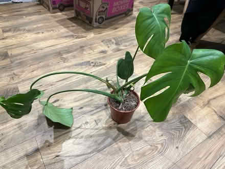 Photo of free small monstera plant (Rochester) #2