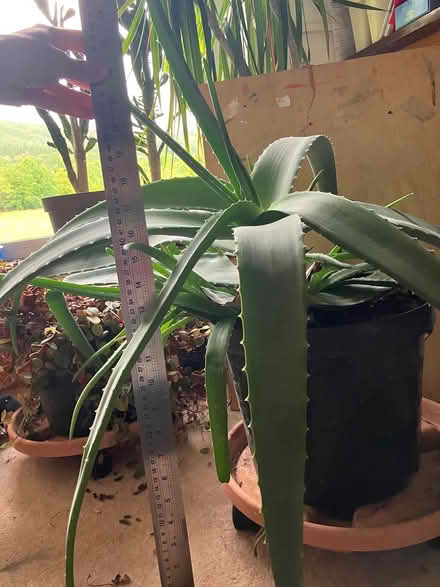 Photo of free Mature cacti and other plants (Dublin 18) #2