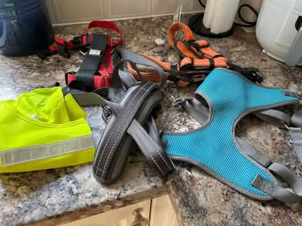 Photo of free Dog harness (Hastings. Broom grove TN34) #1