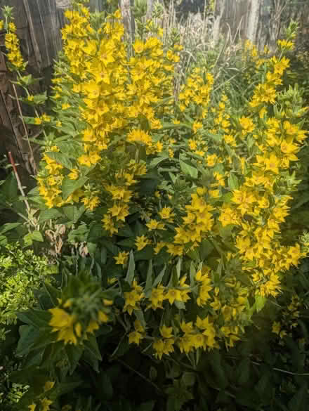 Photo of free Yellow Loosestrife (Stoke-on-Trent ST6) #1