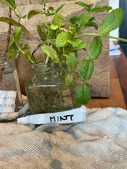 Photo of free Plants up for grabs (Hampton Vale, Peterborough) #4