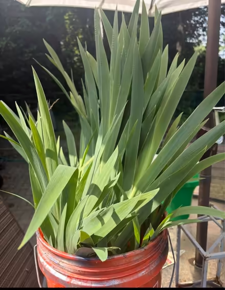 Photo of free More Irises (Bowie) #1