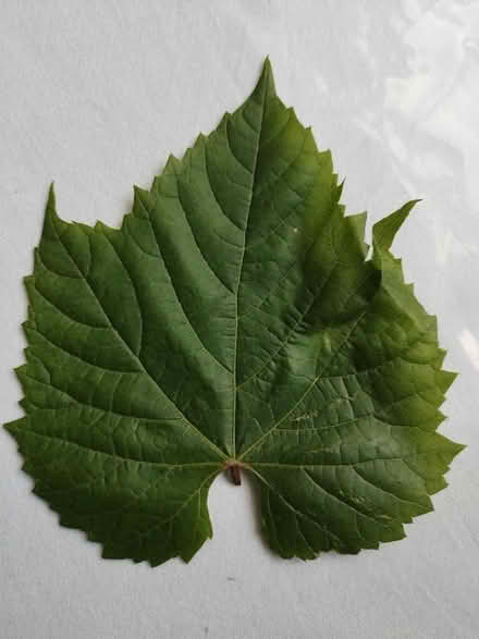 Photo of free Vine Leaves (Charlton SE7) #1