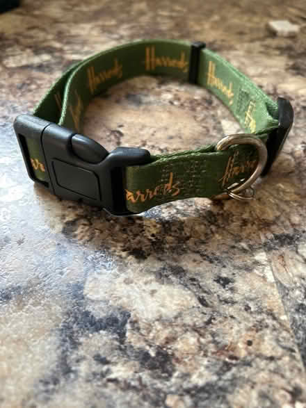 Photo of free Dog collar (Hastings. Broom grove TN34) #1