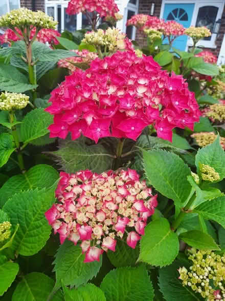 Photo of free Red mophead Hydrangea Seedling (Morden SM4) #2