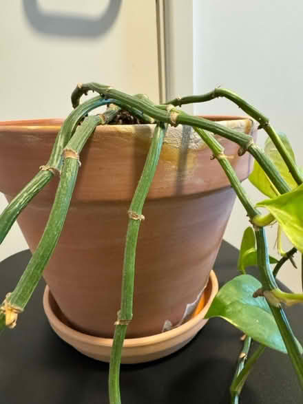 Photo of free Pothos plant in pot (Newcastle NE1) #4