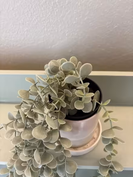 Photo of free Fake Plant & Planter w/ Drainage (U-District) #2
