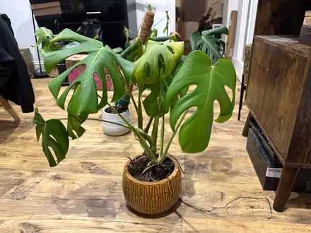 Photo of free Medium size monstera plant (Rochester) #3