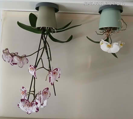 Photo of free Orchids (Loughborough LE11) #1