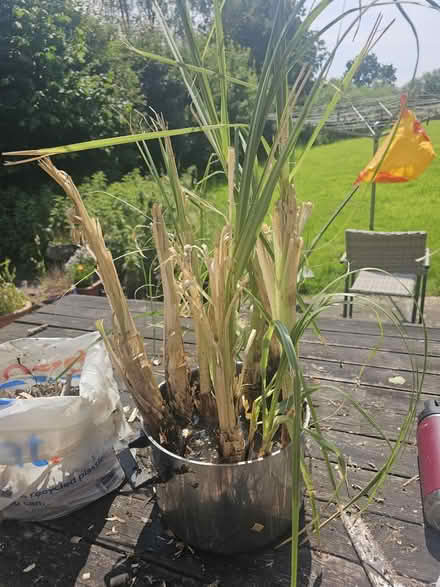 Photo of free Pampas grass (Frome BA11) #1