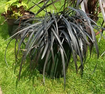 Photo of free Garden Plants (Longridge PR3) #2