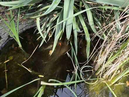 Photo of free Pond fish (Stonydelph B77) #1