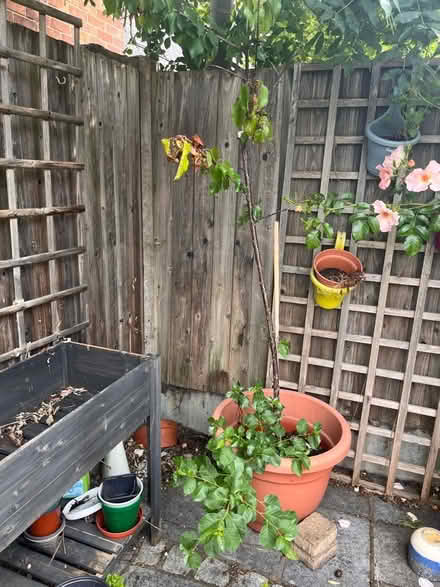 Photo of free 3 potted cherry trees (New Catton NR3) #2