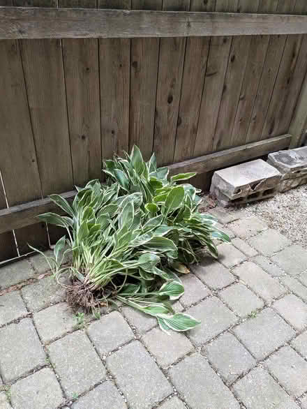 Photo of free Plants (Hostas), Oak Park (Near green line @ Ridgeland) #1