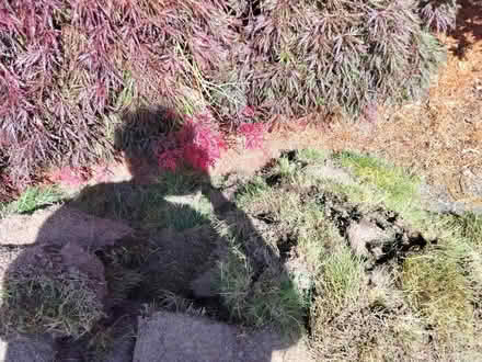 Photo of free Fresh cut grass lawn sod (Juanita (Kirkland)) #4