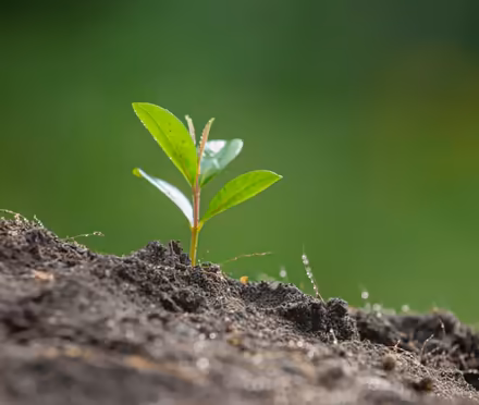 Photo of Seeds & Saplings (Bellevue EH7) #1