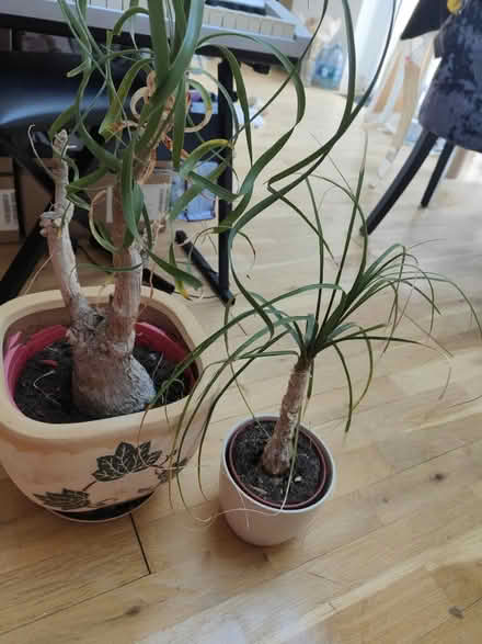 Photo of free Two tired real inside plants (Old Harlow) #1