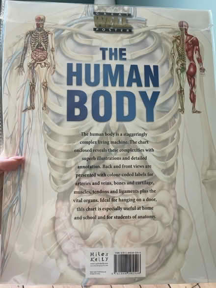 Photo of free The Human Body wall poster (Croydon CR0) #2