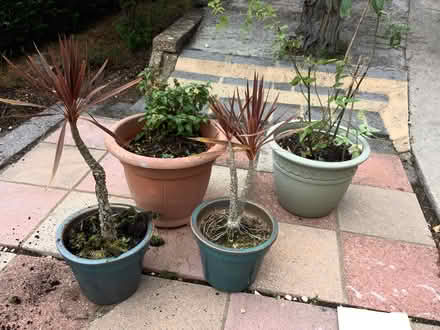 Photo of free Last of the summer plants (Shorton TQ3) #1