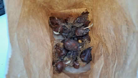 Photo of free Tulip bulbs (Gosport PO13) #1
