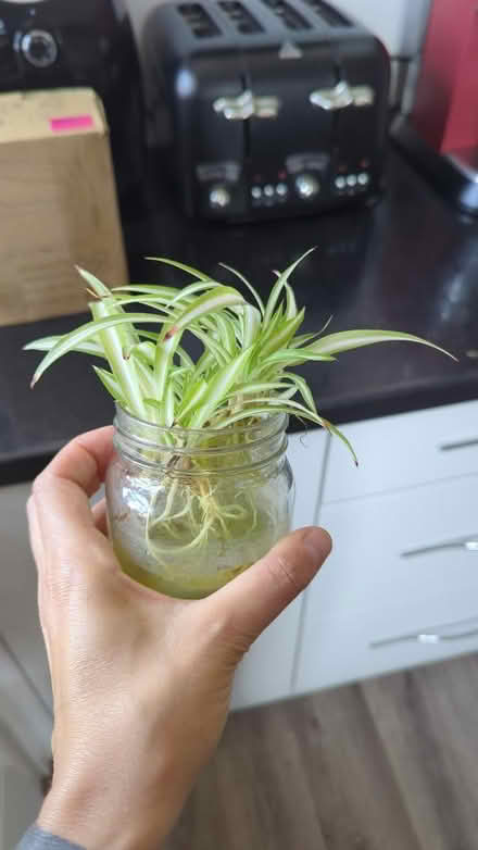 Photo of free 4 spider plants (BN22) #1