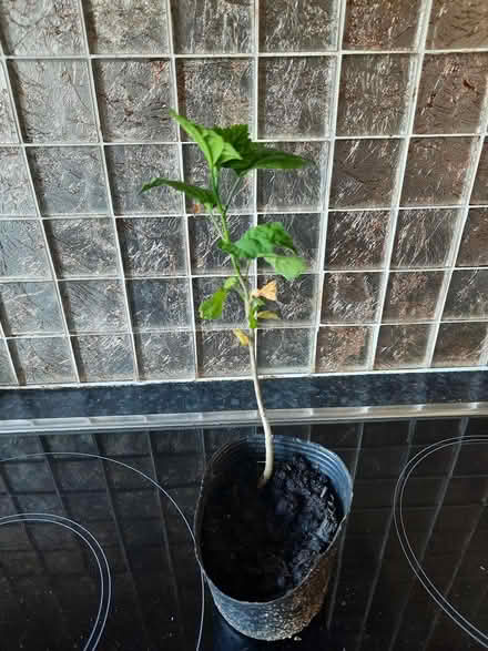 Photo of free Small Seedling of White Hibiscus (Morden SM4) #3