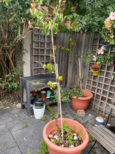 Photo of free 3 potted cherry trees (New Catton NR3) #3