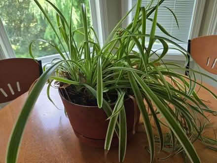 Photo of free House plants (Bull Mountain, Tigard) #3