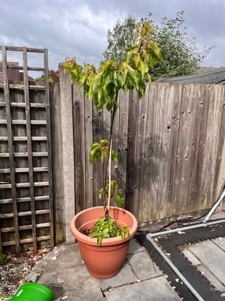 Photo of free 3 potted cherry trees (New Catton NR3) #1