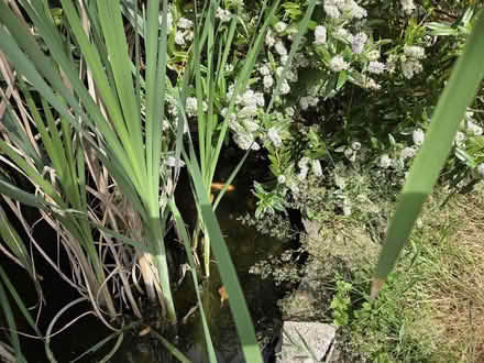 Photo of free Pond fish (Stonydelph B77) #2