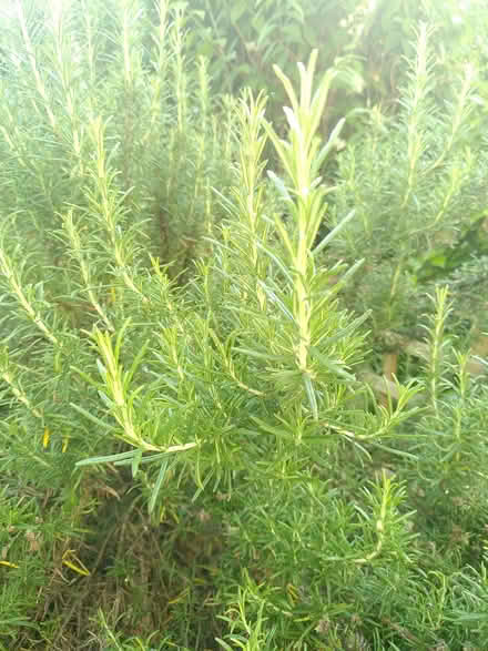 Photo of free Rosemary and bay leaves (Thornton Heath CR7) #1