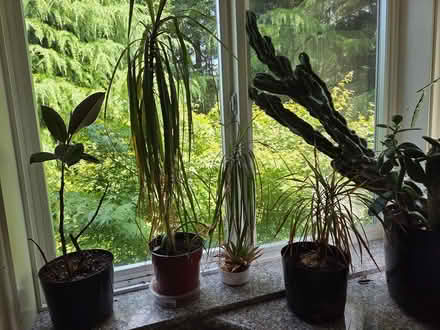 Photo of free House plants (Bull Mountain, Tigard) #1