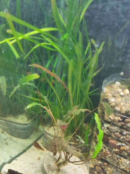 Photo of free tropical aquarium plants (Cryptocoryne and Vallisneria) (Bolsover S44) #2