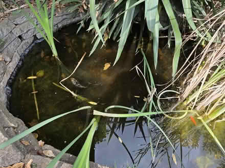 Photo of free Pond fish (Stonydelph B77) #3