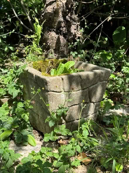 Photo of free 2 Concrete plant pots (Twickenham TW1) #2