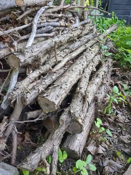Photo of free Cedar hedge trunks (Westboro) #1
