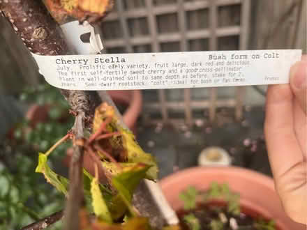 Photo of free 3 potted cherry trees (New Catton NR3) #4