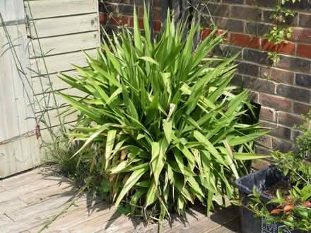 Photo of free Flax plant (Hailsham BN27) #1