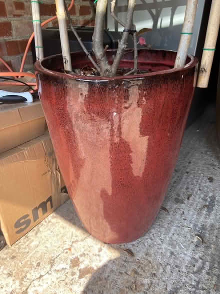 Photo of free Large garden pot (Teddington TW1) #1