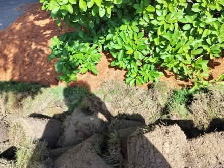 Photo of free Fresh cut grass lawn sod (Juanita (Kirkland)) #1
