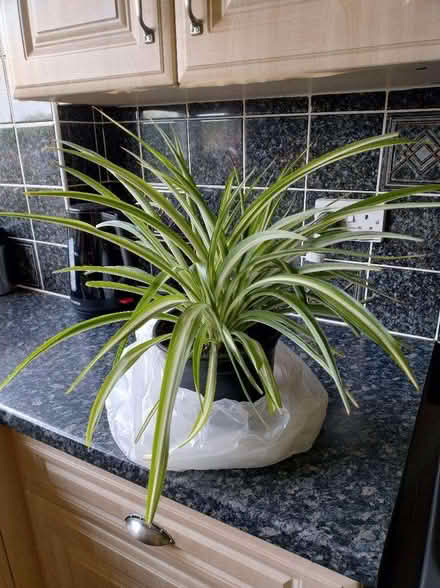Photo of free Spider Plant (Dronfield Woodhouse S18) #1