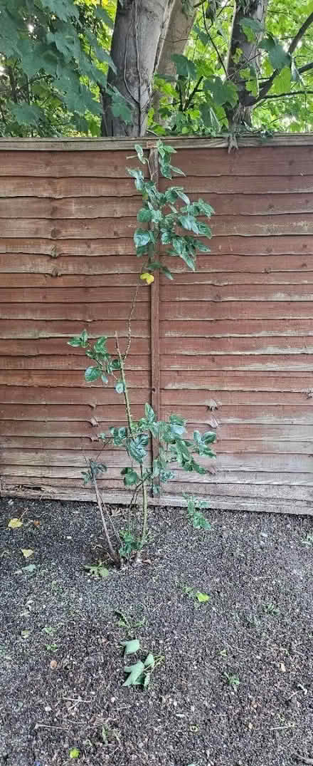 Photo of free Rose bush (CT9) #1