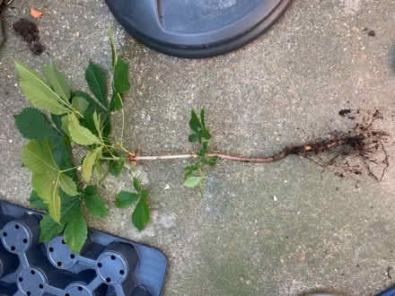Photo of free Beautiful chestnut tree sapling (Barking IG11) #1