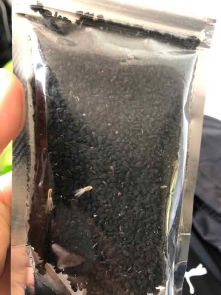 Photo of free Eucalyptus smelling salts (North York) #2