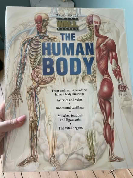 Photo of free The Human Body wall poster (Croydon CR0) #1