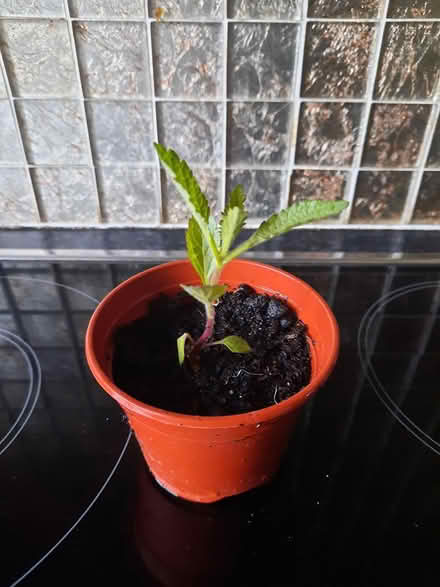 Photo of free Verbena Bonariensis Seedling (Morden SM4) #3