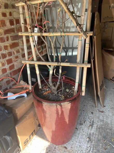 Photo of free Large garden pot (Teddington TW1) #2